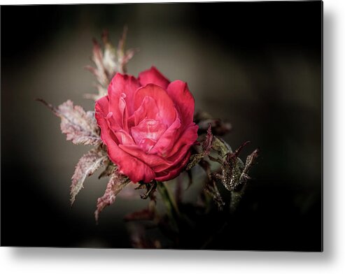 Rose Metal Print featuring the photograph Fading Beauty by Allin Sorenson
