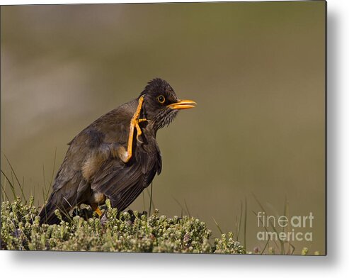 Falkland Thrush Metal Print featuring the photograph Falkland Thrush by Jean-Louis Klein & Marie-Luce Hubert