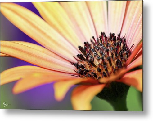 Fall Metal Print featuring the photograph Fall Bloom by Mary Anne Delgado