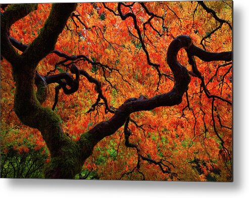 Trees Metal Print featuring the photograph Fall Chaos by Darren White