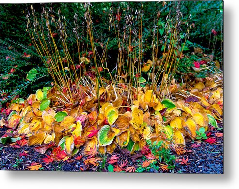 Fall Color Metal Print featuring the photograph Fall color - grass by Hisao Mogi