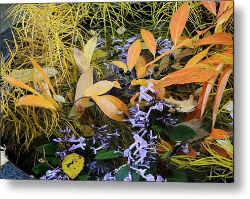Flower Metal Print featuring the photograph Fall Color Soup by Deborah Crew-Johnson