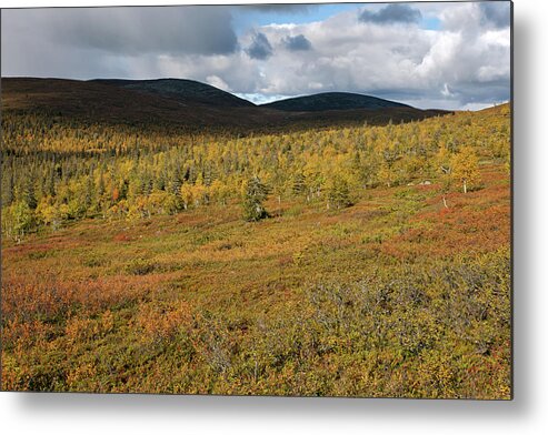 Rihmakuru Metal Print featuring the photograph Fall Colors in Tundra by Aivar Mikko