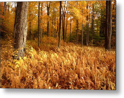 New York Metal Print featuring the photograph Fall Ferns by Eric Foltz