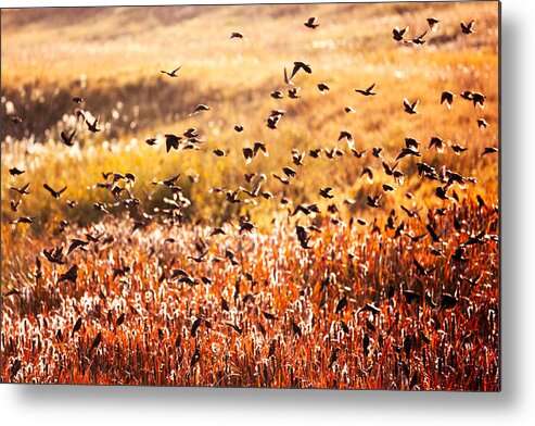 Fall Metal Print featuring the photograph Fall Flock by Todd Klassy