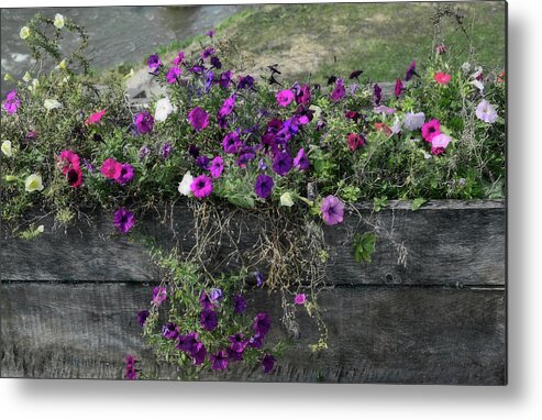 Purple Metal Print featuring the photograph Fall Flower Box by Joanne Coyle