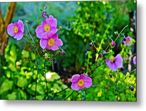 Anemone Metal Print featuring the photograph Fall Gardens September Charm Anemone by Janis Senungetuk
