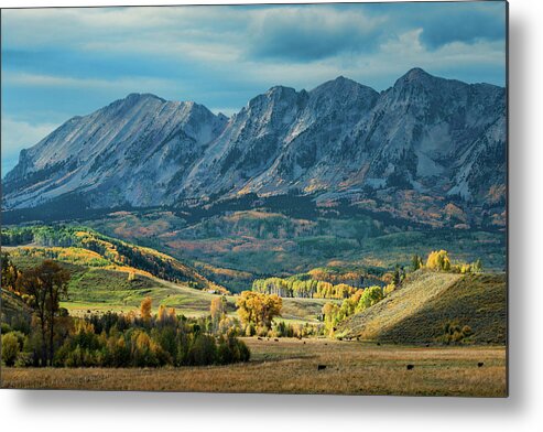 Cattle Graze Serenely In This Late Fall View From Gunnison County Metal Print featuring the photograph Fall in Gunnison County by Dana Sohr