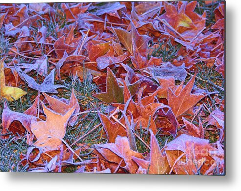 Fall Into Winter Metal Print featuring the photograph Fall Into Winter by Patrick Witz