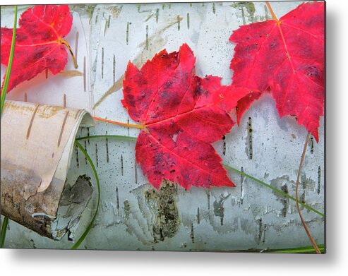 Maple Leaves Metal Print featuring the photograph Fall Leaves on Birch by Nancy Dunivin