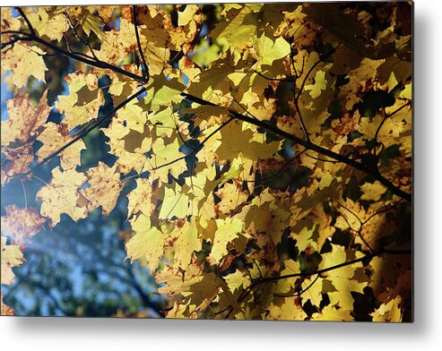 Michigan Metal Print featuring the photograph Fall Leaves by Rich S