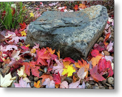 Maple Metal Print featuring the photograph Fall Maple Leaves by Rock in Garden Backyard by David Gn