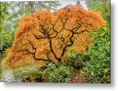 Maples Metal Print featuring the photograph Fall Season Maple by Jerry Cahill