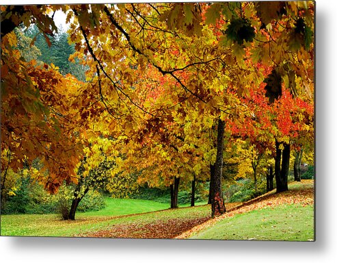 Fall Leaves Metal Print featuring the photograph Fall by Val Jolley