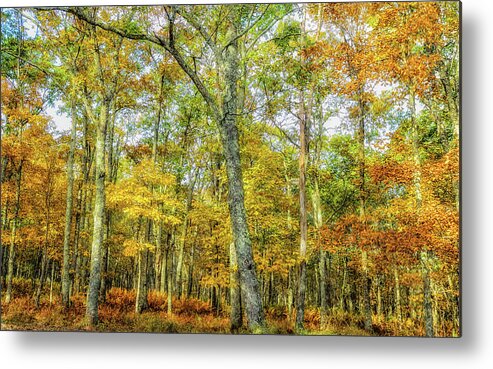 Landscape Metal Print featuring the photograph Fall Yellow by Joe Shrader