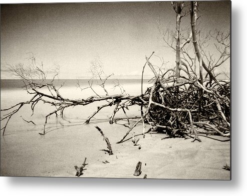 Beach Metal Print featuring the photograph Fallen Trees by Amarildo Correa