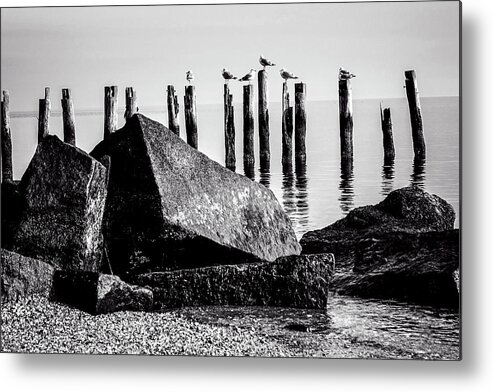 Black And White Metal Print featuring the photograph Falmouth Highlands by Frank Winters