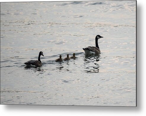 Goose Metal Print featuring the photograph Family of Canada Geese on the Ohio River by Holden The Moment