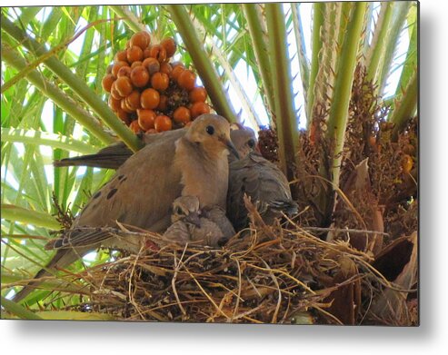Photography Metal Print featuring the photograph Family of Mourning Doves by Lessandra Grimley