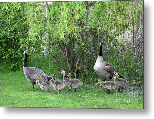 Canadian Geese Metal Print featuring the photograph Family Portrait by Malanda Warner