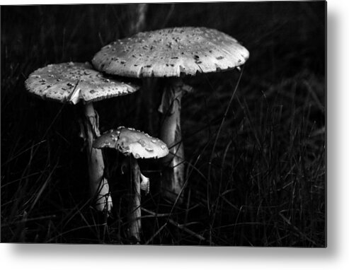 Mushrooms Metal Print featuring the photograph Family by Wanda Brandon