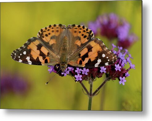 Painted Lady Butterfly Metal Print featuring the photograph Fanned Out by Doris Potter