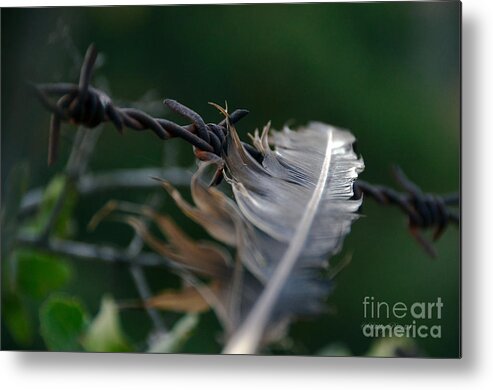 Barbed Wire Metal Print featuring the photograph Feather and Barbed Wire by Debby Pueschel