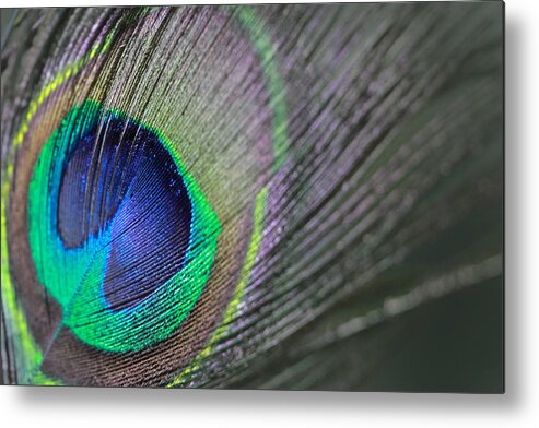 Peaock Metal Print featuring the photograph Feather in Green by Angela Murdock