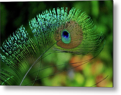 Peacock Metal Print featuring the photograph Feather Magic by Bess Carter
