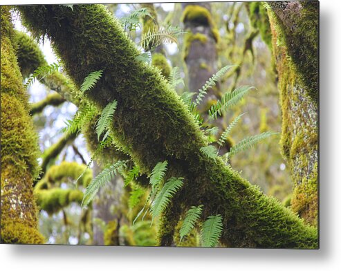 Moss Metal Print featuring the photograph Feathered Moss by Tammy Pool