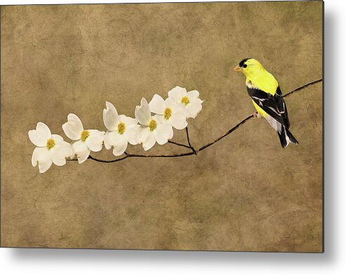 American Goldfinch Metal Print featuring the photograph Feathers and Petals II by Leda Robertson