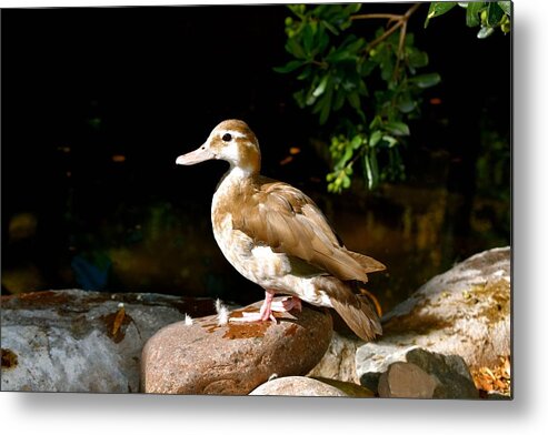 Duck Metal Print featuring the photograph Feathers by Melisa Elliott