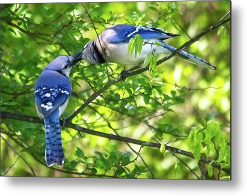 Wildlife Metal Print featuring the photograph Feed Me Part 1 by John Benedict