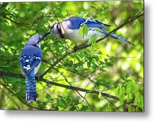 Wildlife Metal Print featuring the photograph Feed Me Part 2 by John Benedict