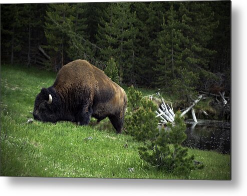 Yellowstone National Park Metal Print featuring the photograph Feeding Buffalo by Jason Moynihan