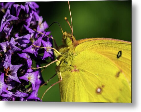 Jay Stockhaus Metal Print featuring the photograph Feeding Butterfly by Jay Stockhaus