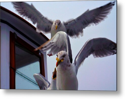 Seagulls Metal Print featuring the photograph Feeding Frenzy by Richard Ortolano