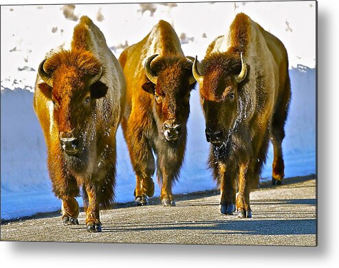 Grand Teton National Park Metal Print featuring the photograph Feet Don't Fail Me Now #2 by Don Mercer