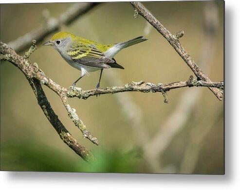 Warbler Metal Print featuring the photograph Female Chestnut-sided Warbler by Bruce Pritchett