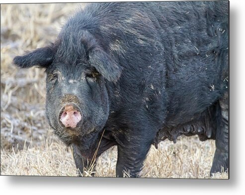 Pig Metal Print featuring the photograph Female Hog by James BO Insogna
