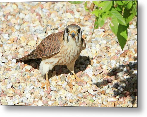 Kestrel Metal Print featuring the photograph Female Kestrel Falcon by Shoal Hollingsworth