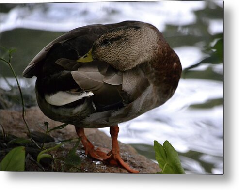 Mallard Ducks Metal Print featuring the photograph Female Mallard by Nadalyn Larsen