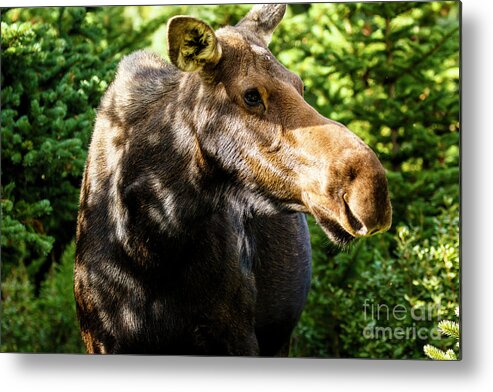 Moose Metal Print featuring the photograph Female Moose at Jackson Hole by Ben Graham