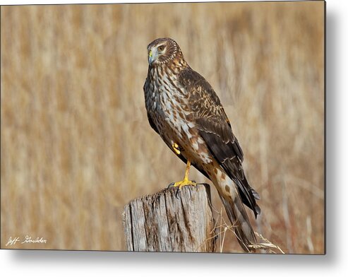 Adult Metal Print featuring the photograph Female Northern Harrier Standing on One Leg by Jeff Goulden