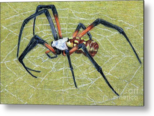Fuqua - Artwork Metal Print featuring the drawing Female Orb Spider -1 by Beverly Fuqua