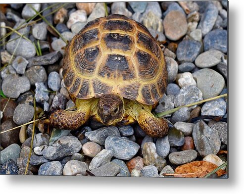Animalia Metal Print featuring the photograph Female Russian Tortoise by Maria Jansson