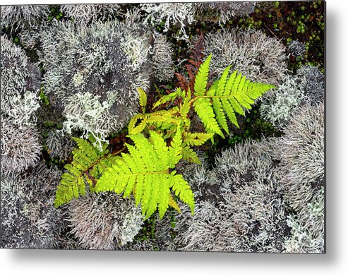 Fern Metal Print featuring the photograph Fern and Lichen by Christopher Johnson