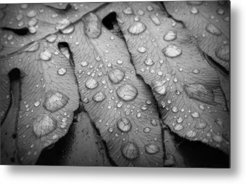 Nature Metal Print featuring the photograph Fern Drops in Black and White by Deborah Smith
