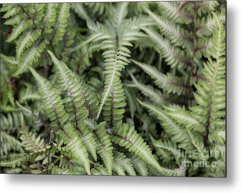 Fern Metal Print featuring the photograph Fern by Eva Lechner