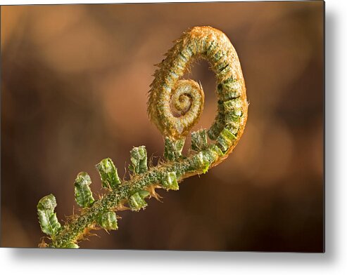 Fern Frond Metal Print featuring the photograph Fern Frond - 365-39 by Inge Riis McDonald